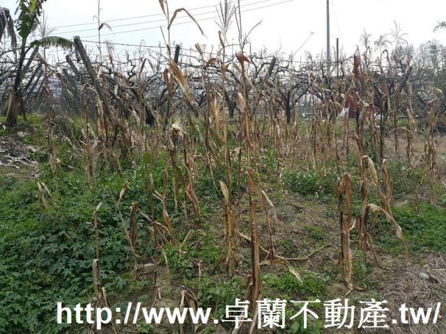 苗栗農地-6