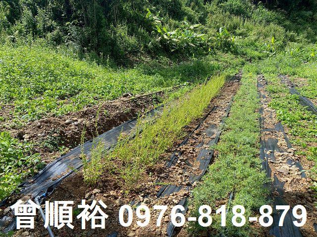 新竹尖石農地-6