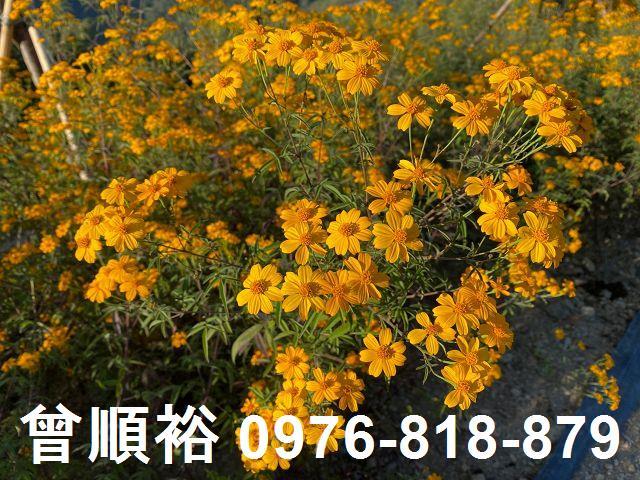 新竹尖石農地-7