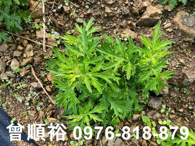 新竹尖石農地-9