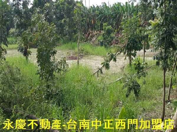 七股竹子港美農地