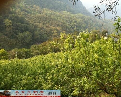 苗栗農地-9