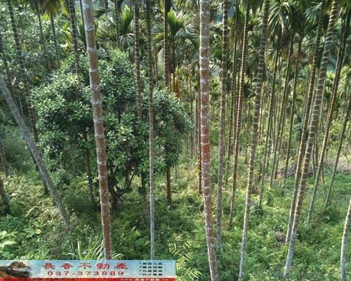 苗栗農地-5