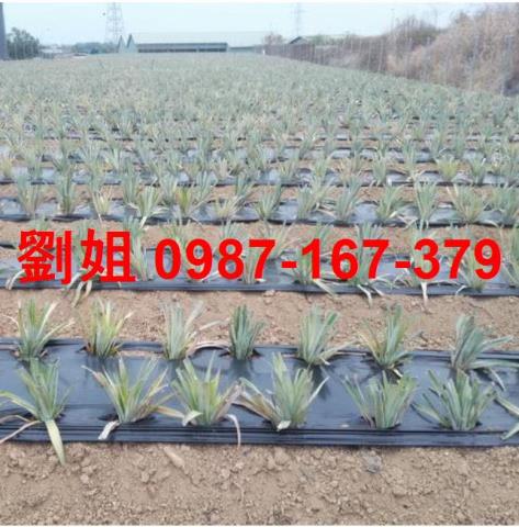 高雄鳥松農地-0