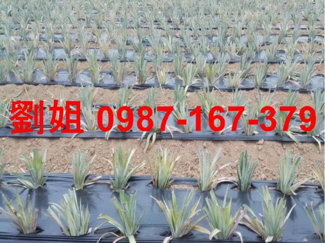 高雄鳥松農地-1