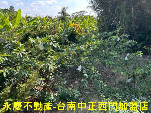 南化農地-12