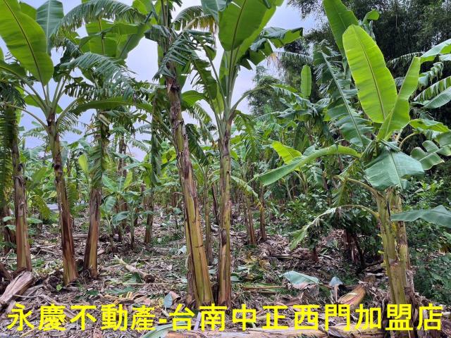 南化農地-8