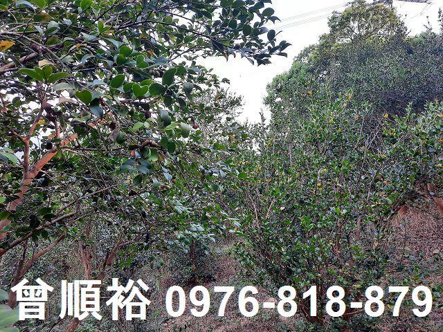 新竹關西農地-1