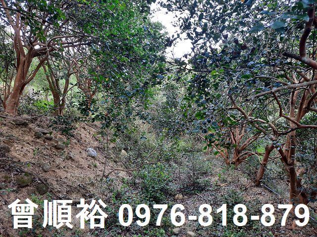 新竹關西農地-7