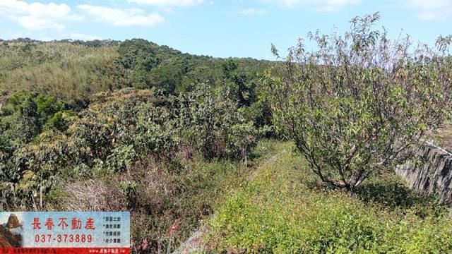 苗栗農地-8