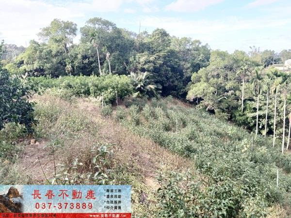 頭屋農地-0