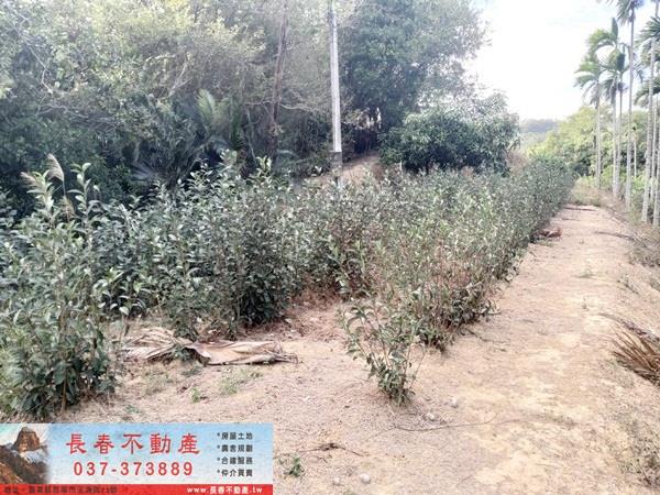 頭屋農地-1