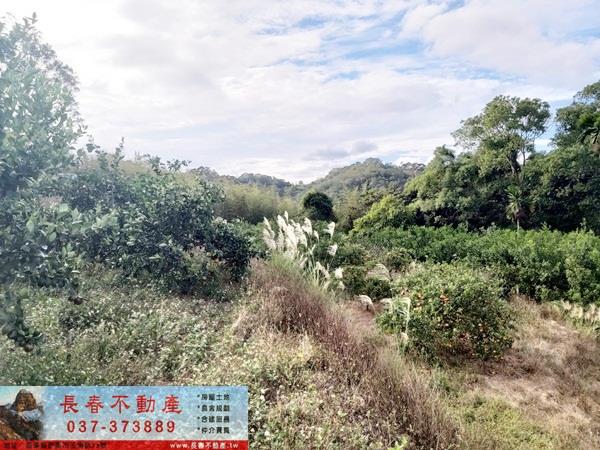 頭屋農地-2