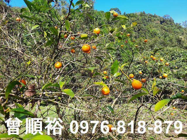 竹東農地-13