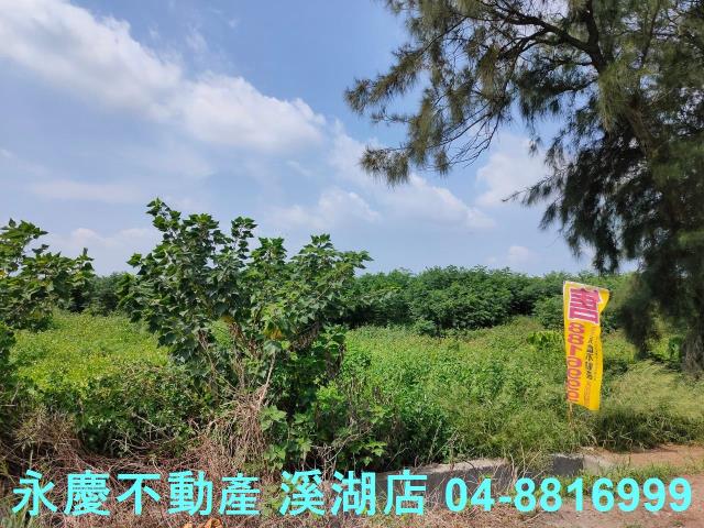 大城農地-4