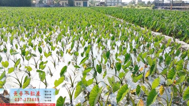 苗栗農地-3
