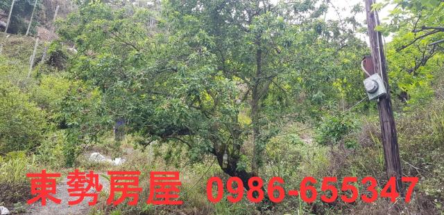 新社農地-1