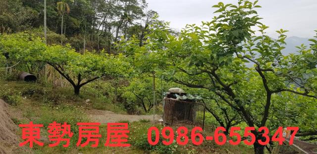 新社農地-6