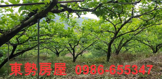 新社農地-7