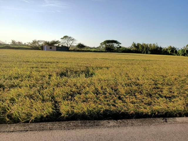 桃園新屋農地-2