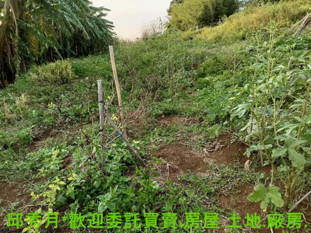 淡水農地-4