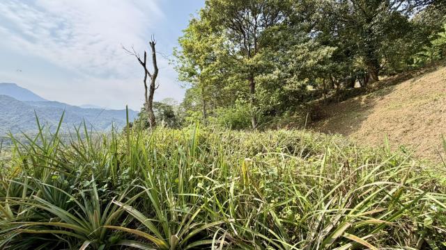 新竹北埔農地-3