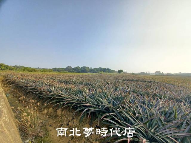 台南關廟農地-2