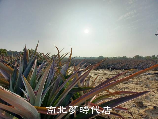 台南關廟農地-6