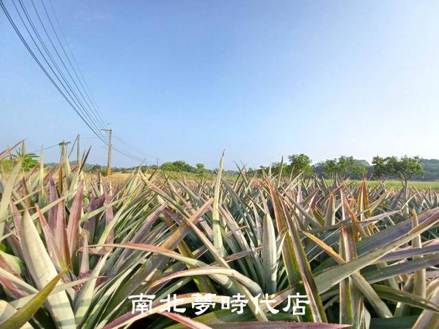 台南關廟農地-8