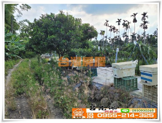 中埔農地-6