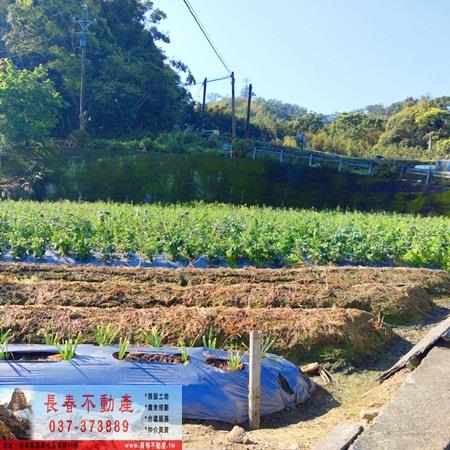 獅潭農地-0