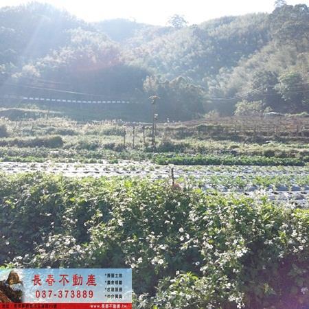 獅潭農地-1