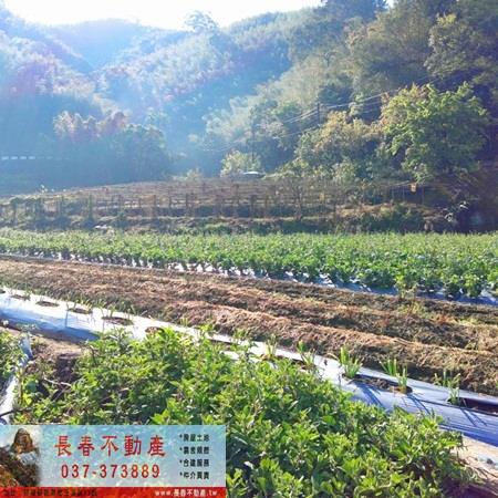 獅潭農地-2