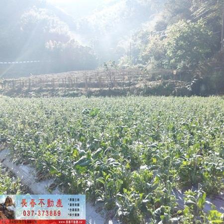 獅潭農地-3