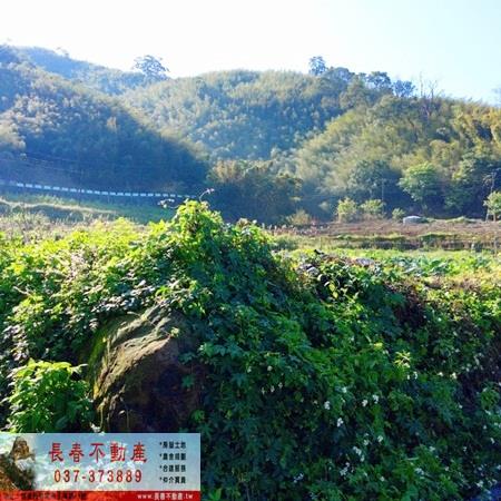 獅潭農地-4