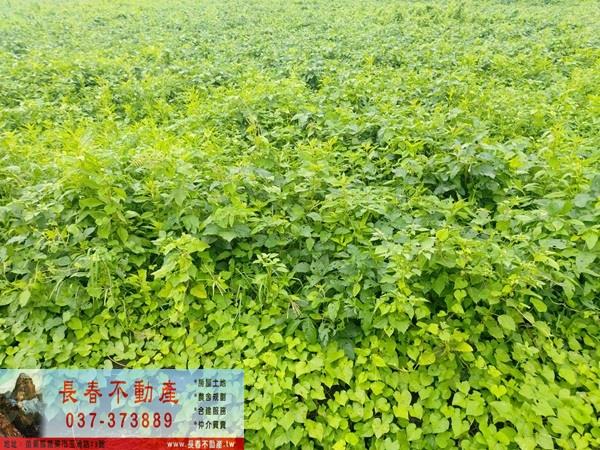苗栗市農地-2