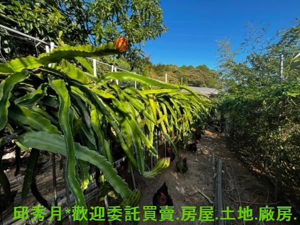 淡水農地-9