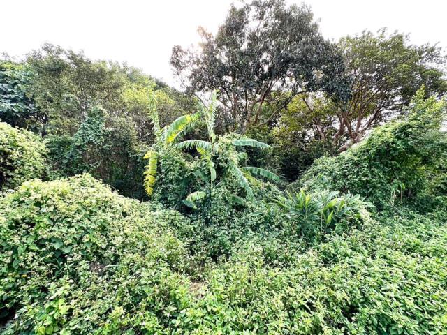 台中大雅農地-0