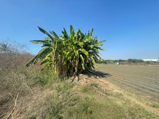關廟超值五甲段旺旺萊農地