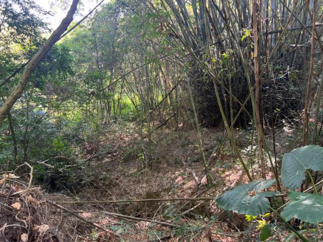 台南左鎮農地-2