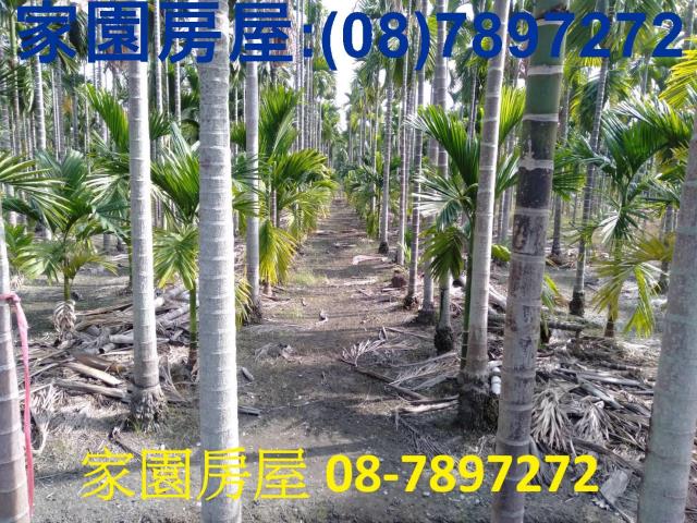 屏東新埤農地-7