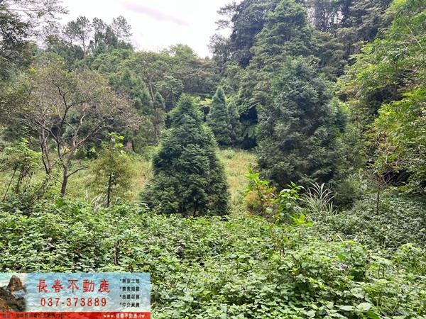 竹東農地-0