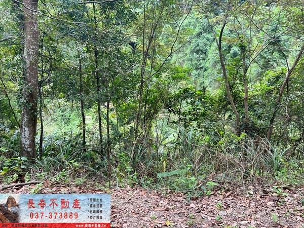 竹東農地-2