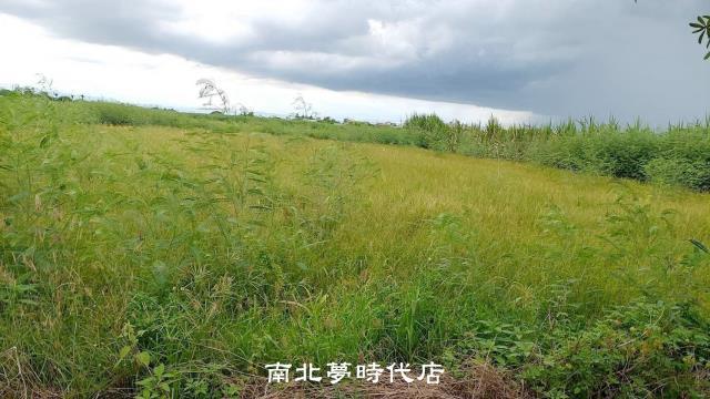 台南佳里農地-3