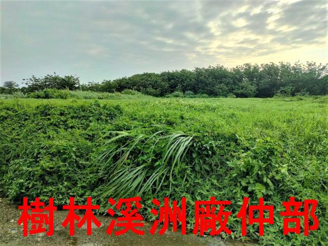 桃園新屋農地-2