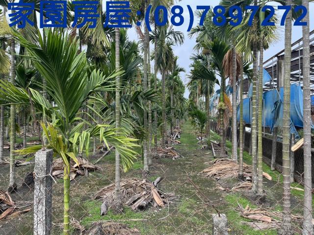 屏東萬丹農地-1