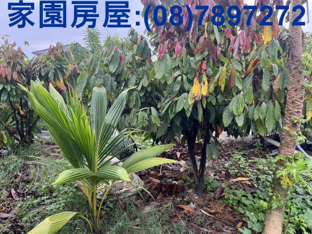 屏東萬丹農地-2