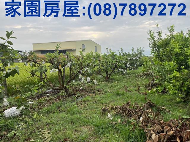 屏東萬丹農地-0