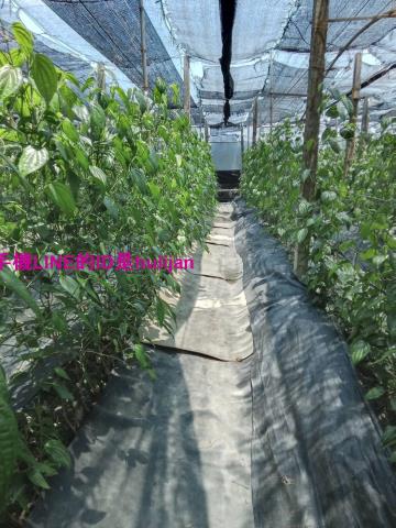 彰化永靖農地-0