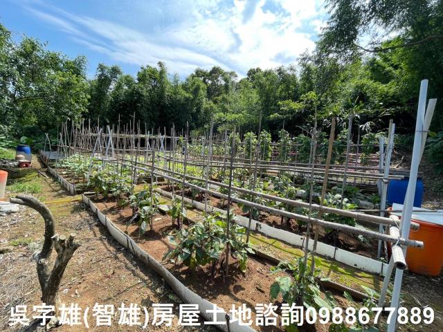 士林農地-11